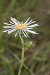 Thistleleaf aster